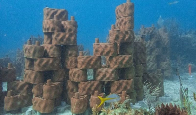 Возрождение коралловых рифов с помощью 3D-печати на Виргинских островах