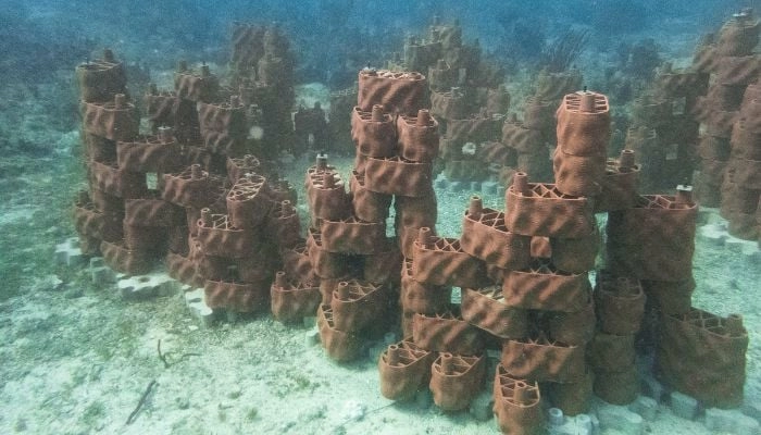 Коралл, напечатанный на 3D-принтере Коралл, напечатанный на 3D-принтере